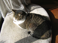 猫