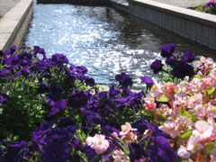 水路と花